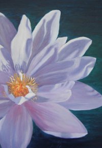 Waterlily Arnhemland