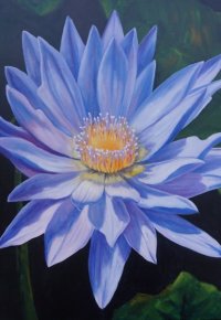 Blue Waterlily