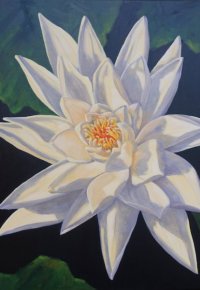 Yellow Waterlily