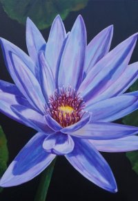 Purple Waterlily
