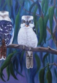 Kookaburras