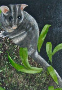 Leadbeaters Possum